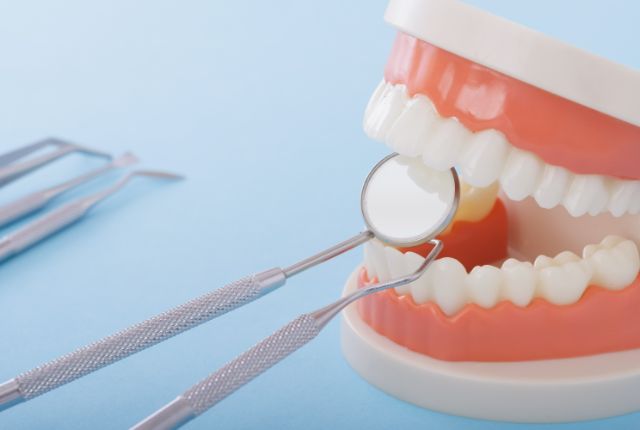 歯の模型とデンタルミラー、歯科用探針